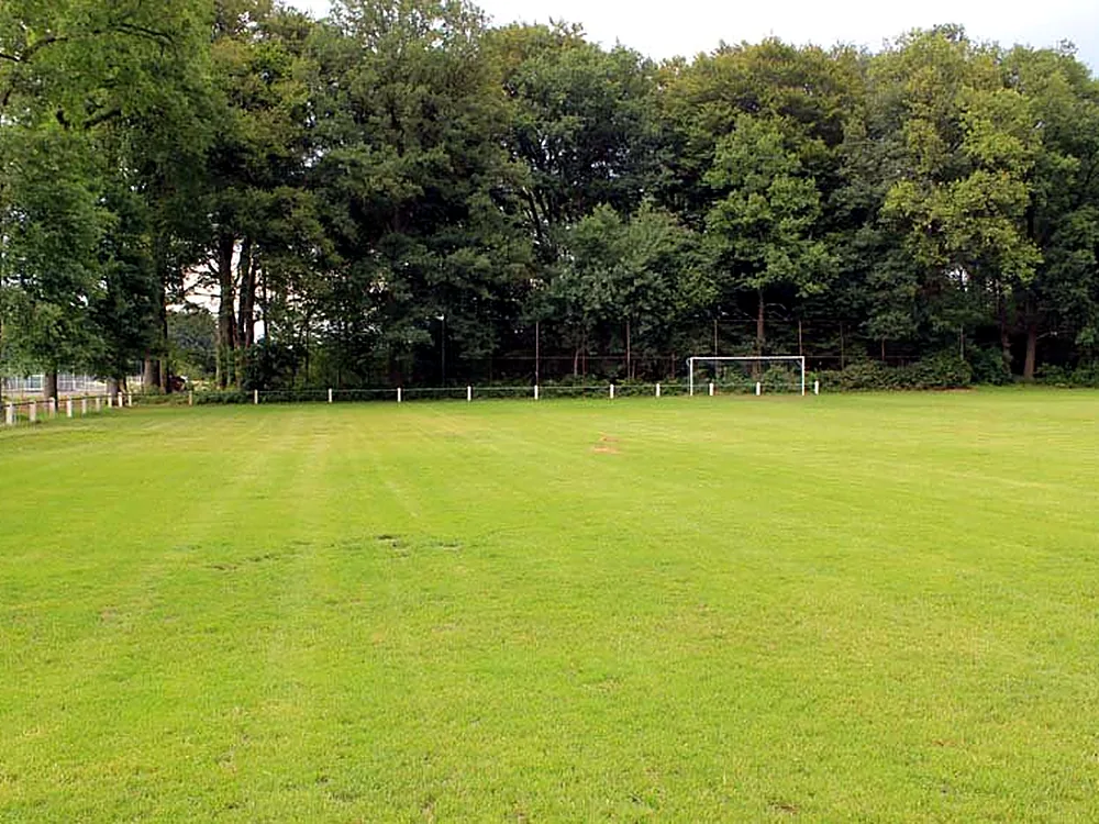 Rasenplatz vor dem Baumbestand